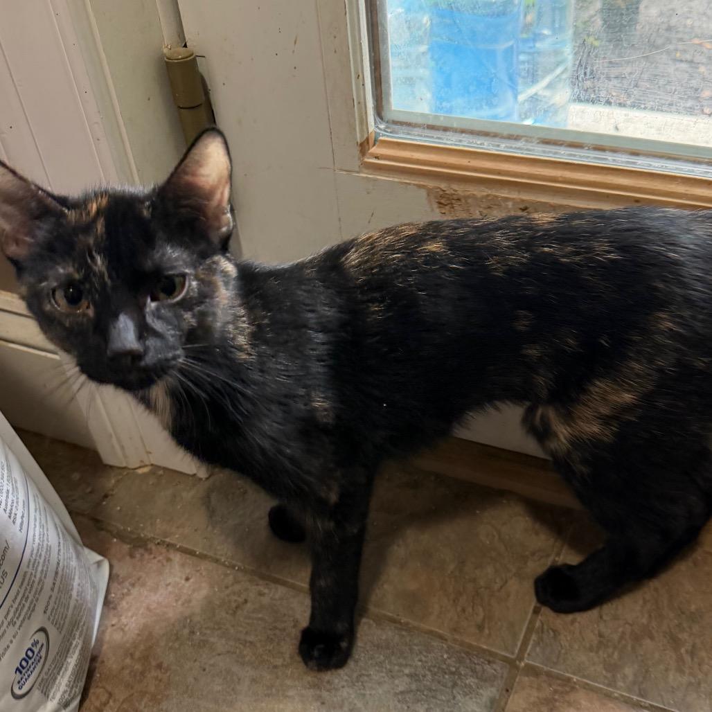 Elarion, a Adoptable Domestic Short Hair in West Chester, PA image 4/6