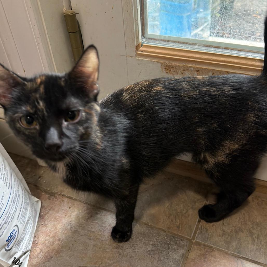 Elarion, a Adoptable Domestic Short Hair in West Chester, PA image 5/6