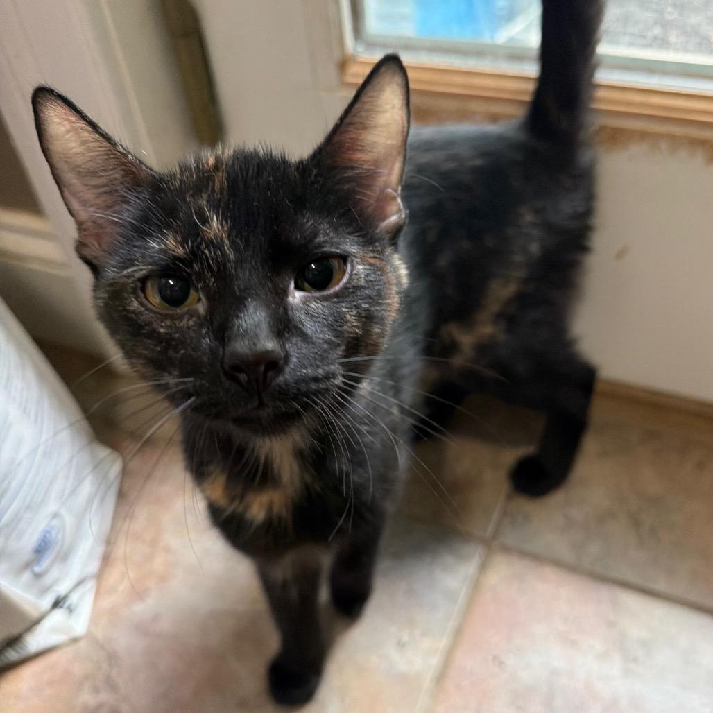 Elarion, a Adoptable Domestic Short Hair in West Chester, PA image 6/6