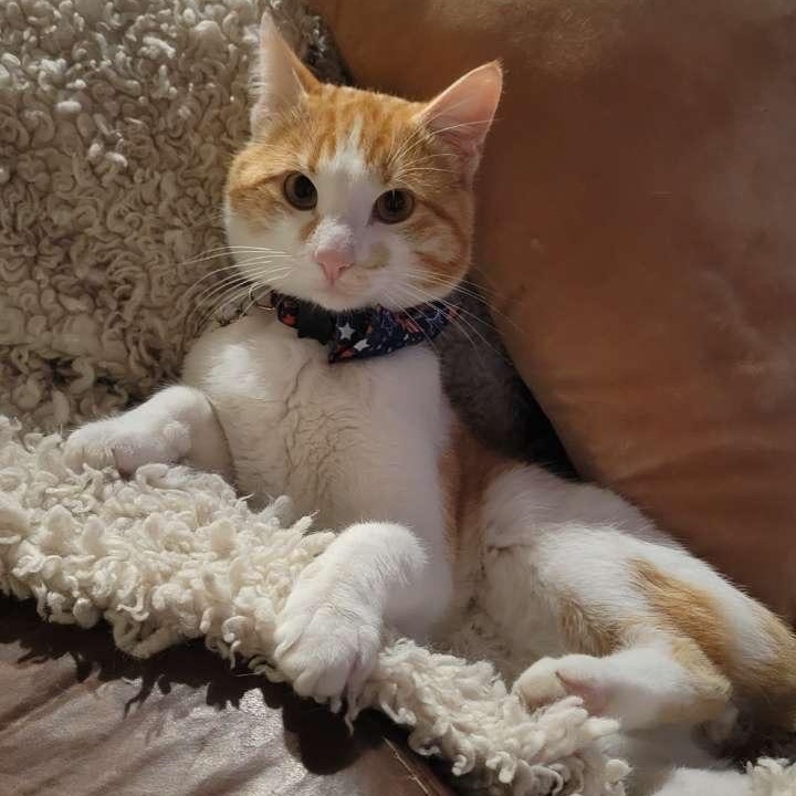 Enlarge Sunny , a Adoptable Domestic Short Hair in Omaha, NE image 2/6