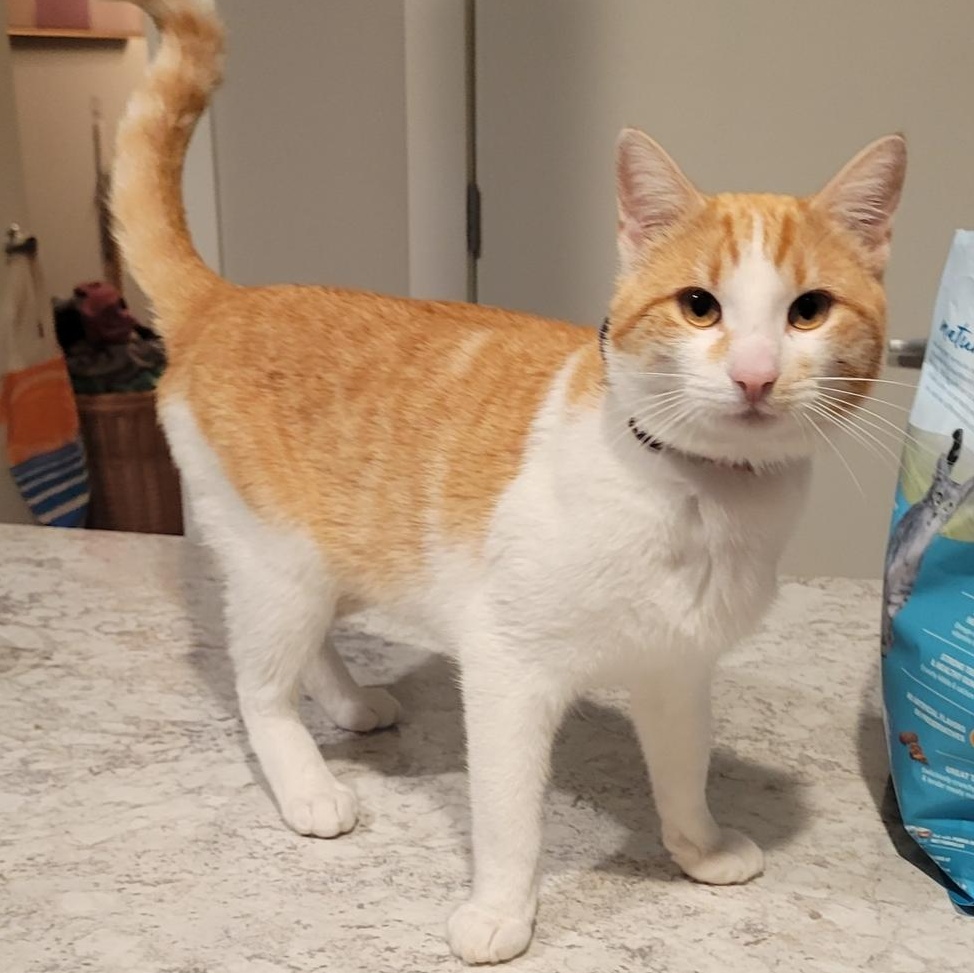 Enlarge Sunny , a Adoptable Domestic Short Hair in Omaha, NE image 6/6