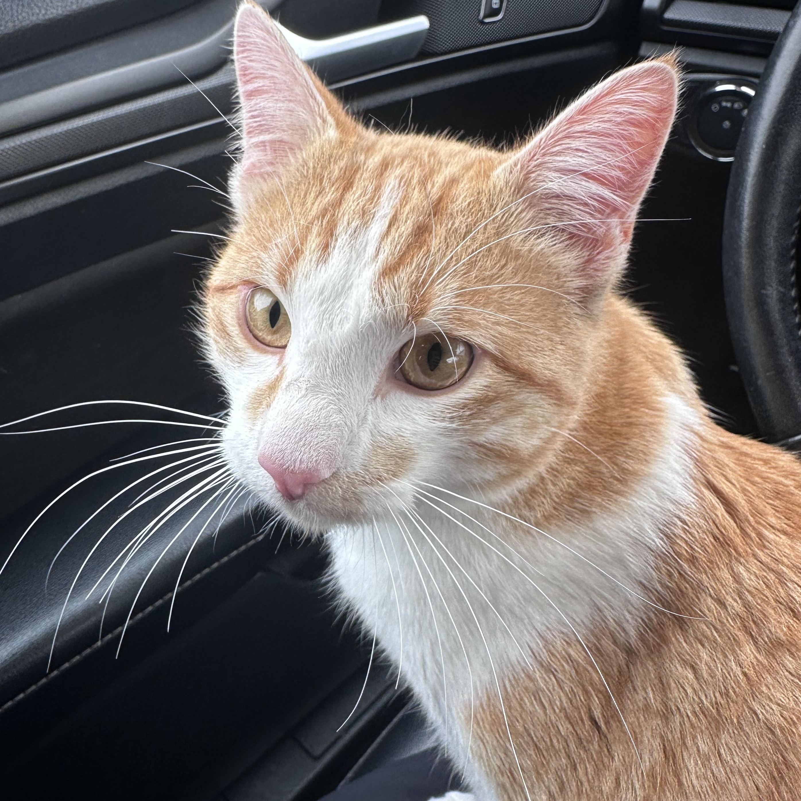 Enlarge Sunny , a Adoptable Domestic Short Hair in Omaha, NE image 4/6