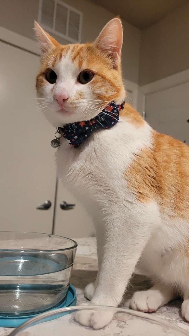 Enlarge Sunny , a Adoptable Domestic Short Hair in Omaha, NE image 3/6