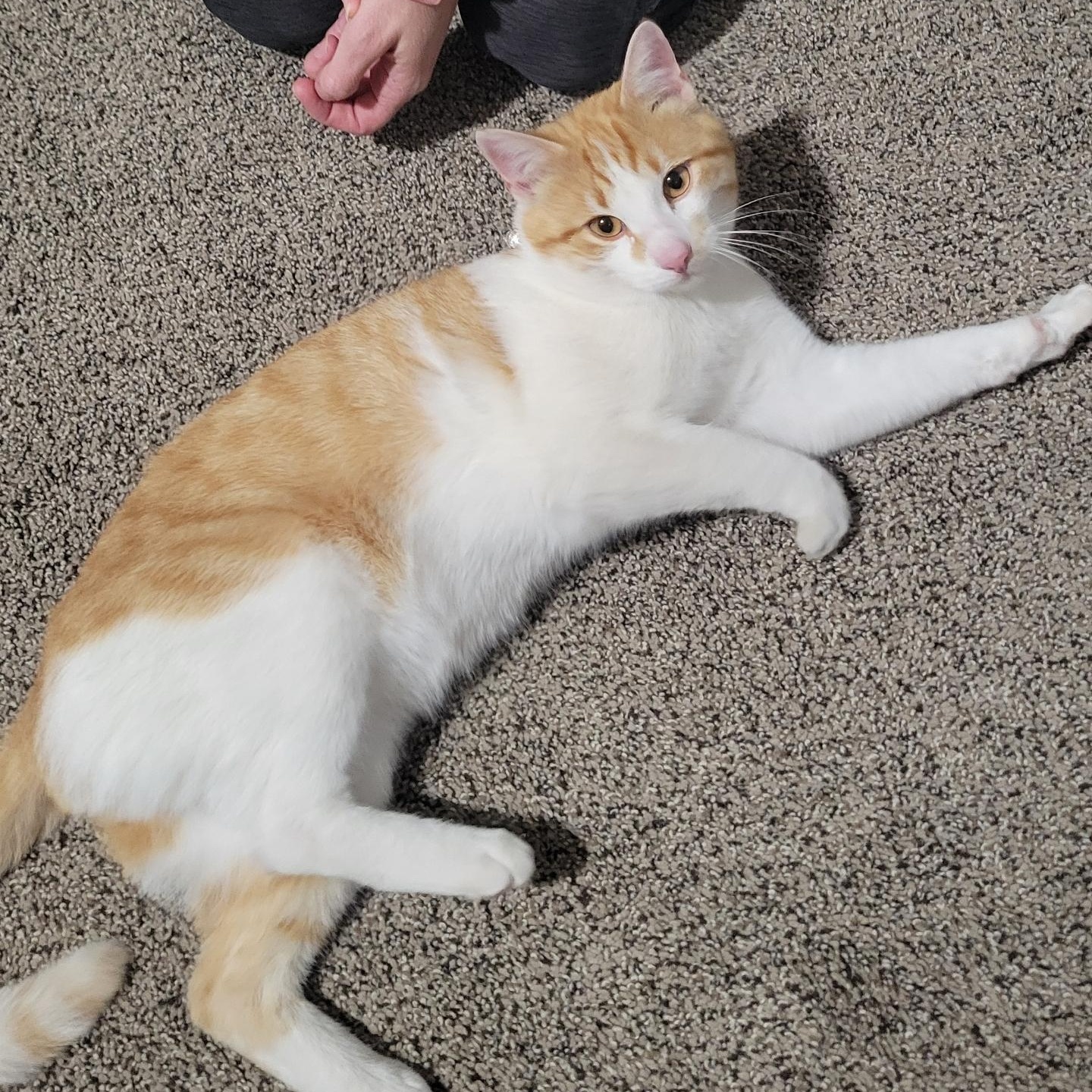 Enlarge Sunny , a Adoptable Domestic Short Hair in Omaha, NE image 5/6