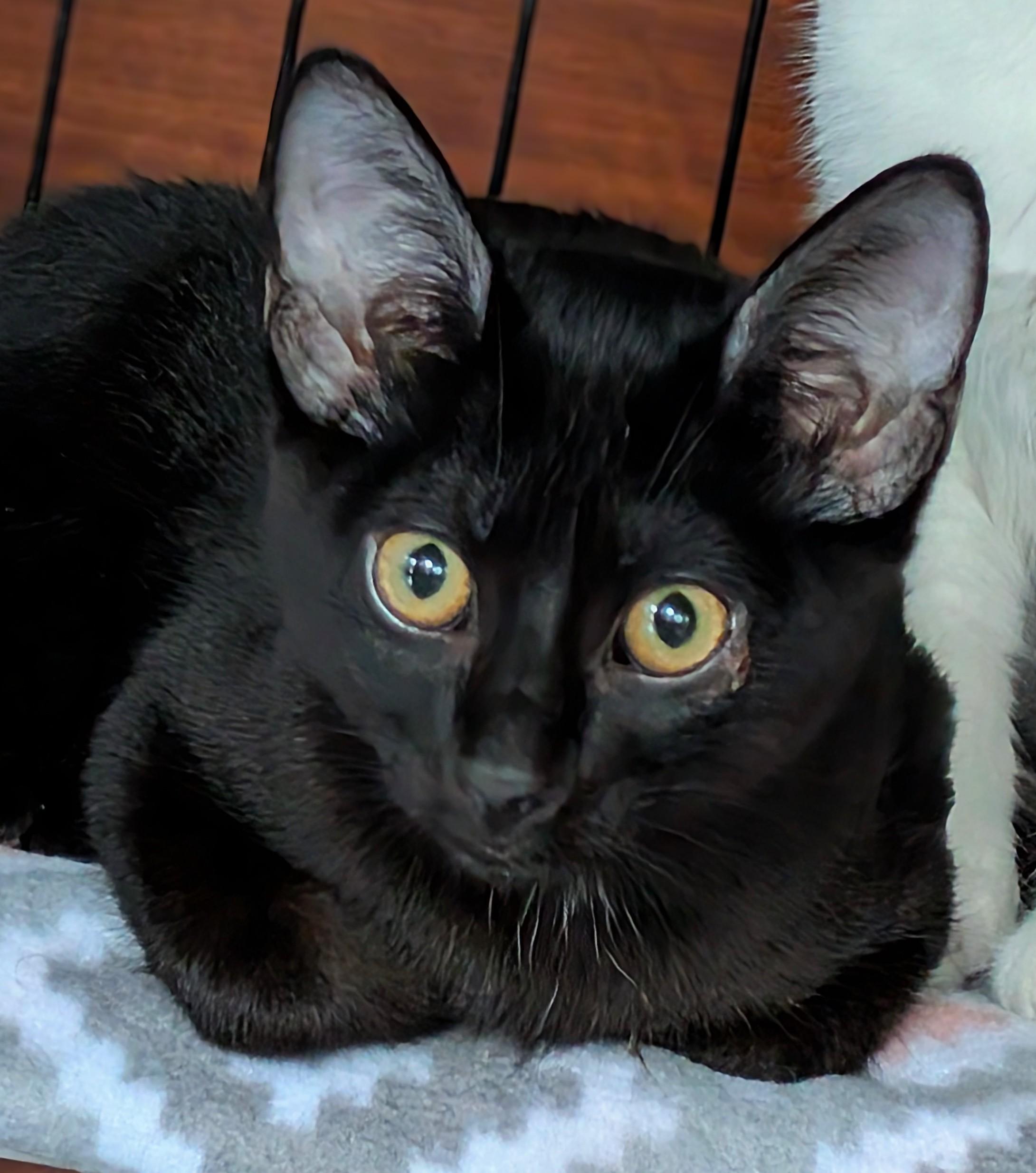 Ace, a Adoptable American Shorthair in San Diego, CA image 2/6