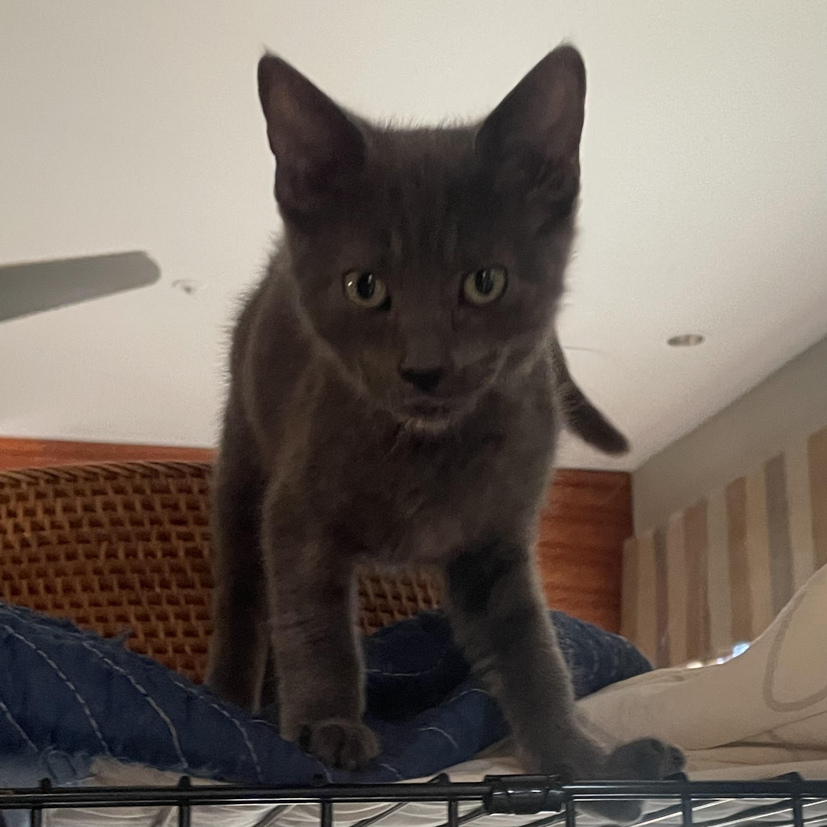 Ace, a Adoptable American Shorthair in San Diego, CA image 5/6