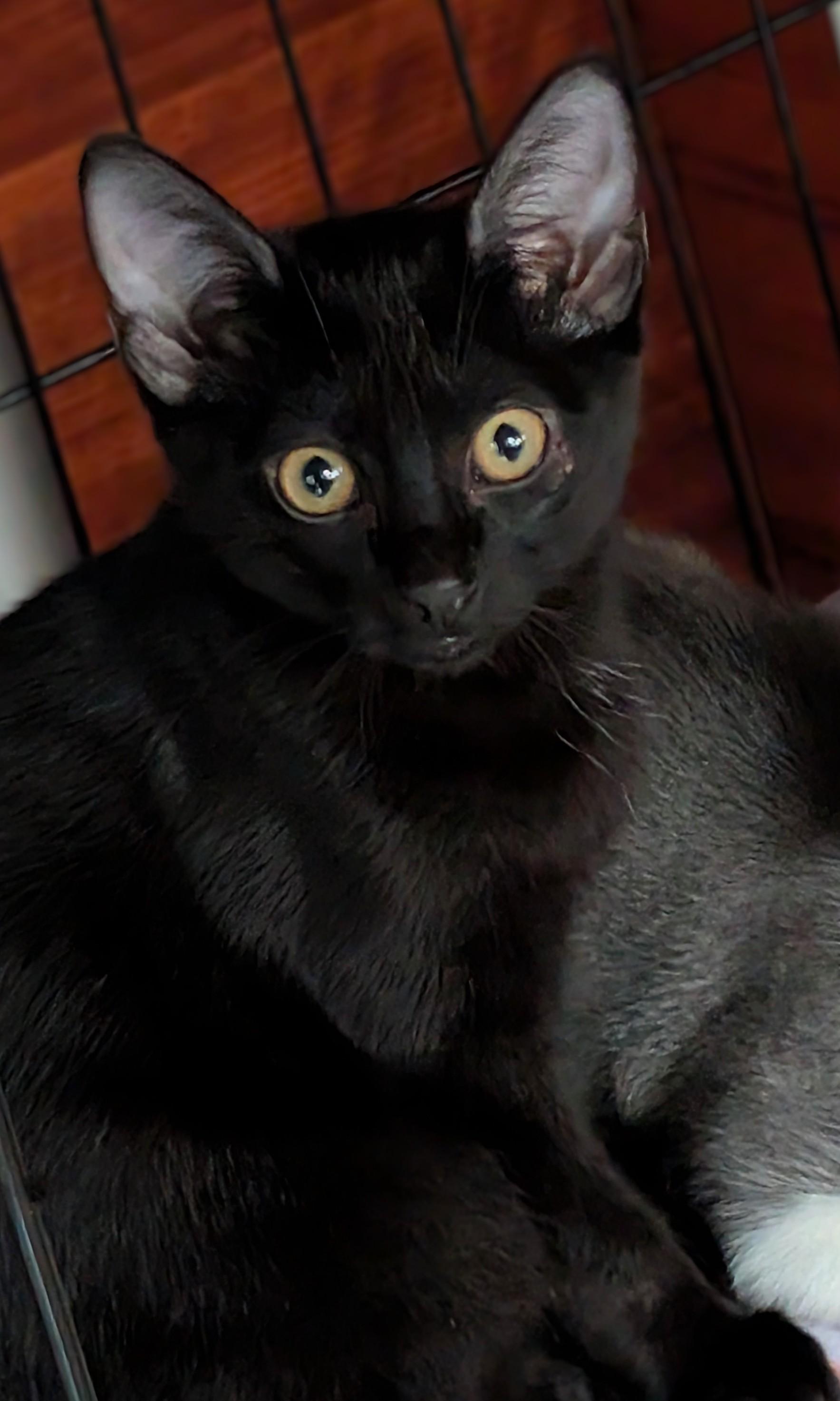 Ace, a Adoptable American Shorthair in San Diego, CA image 3/6