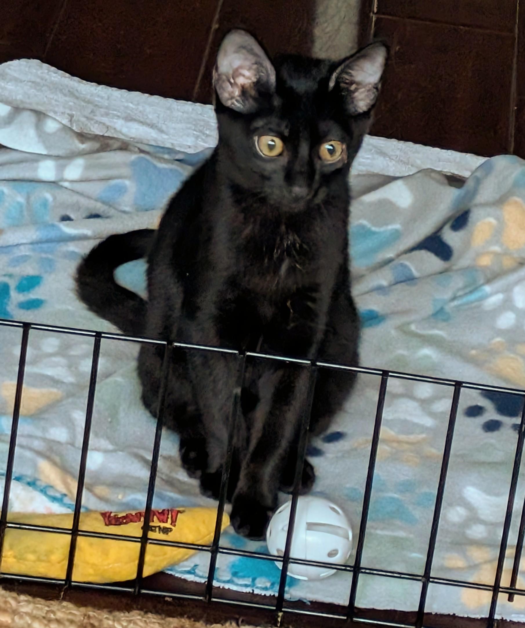 Ace, Adoptable, Kitten Male American Shorthair.