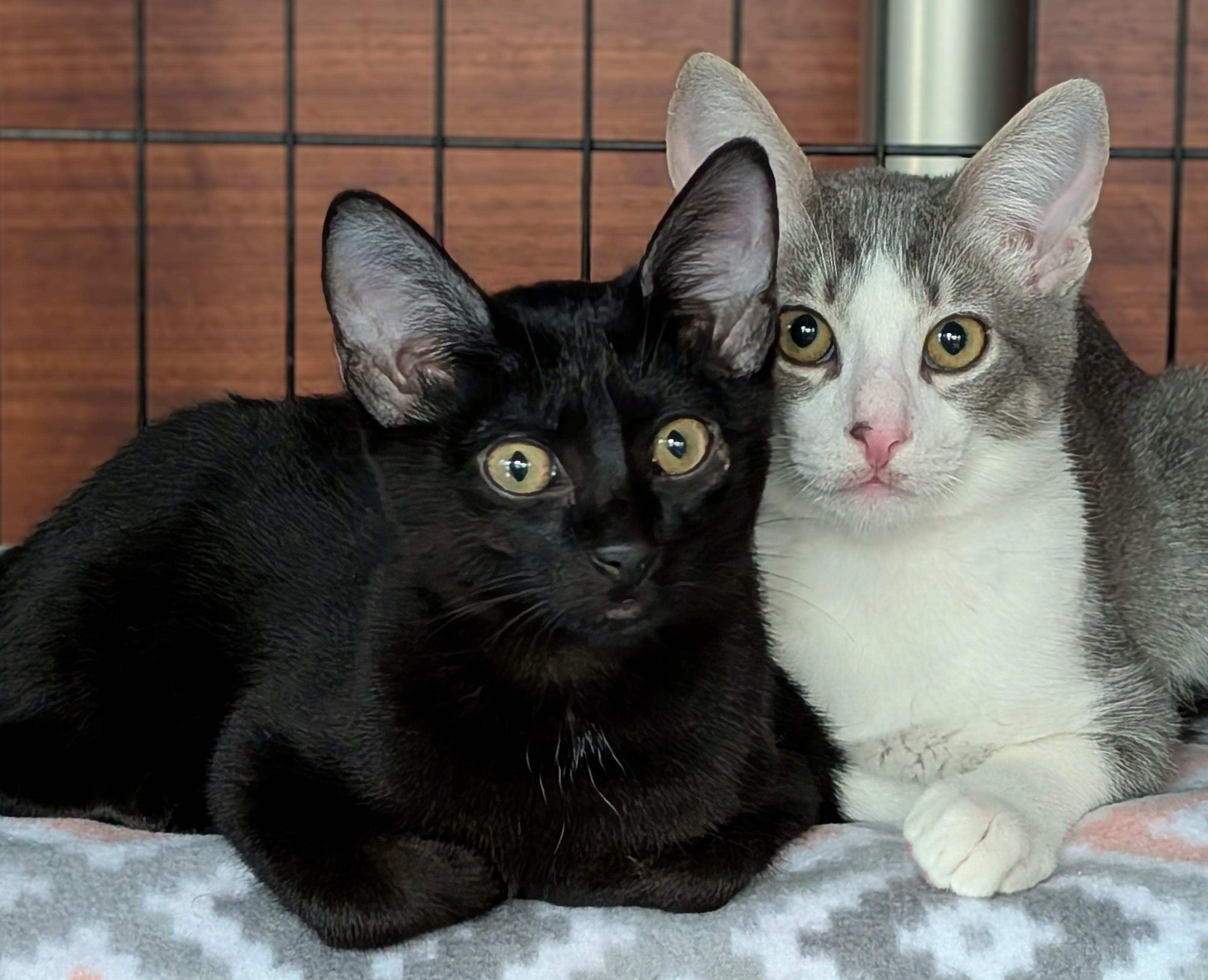 Ace, a Adoptable American Shorthair in San Diego, CA image 4/6