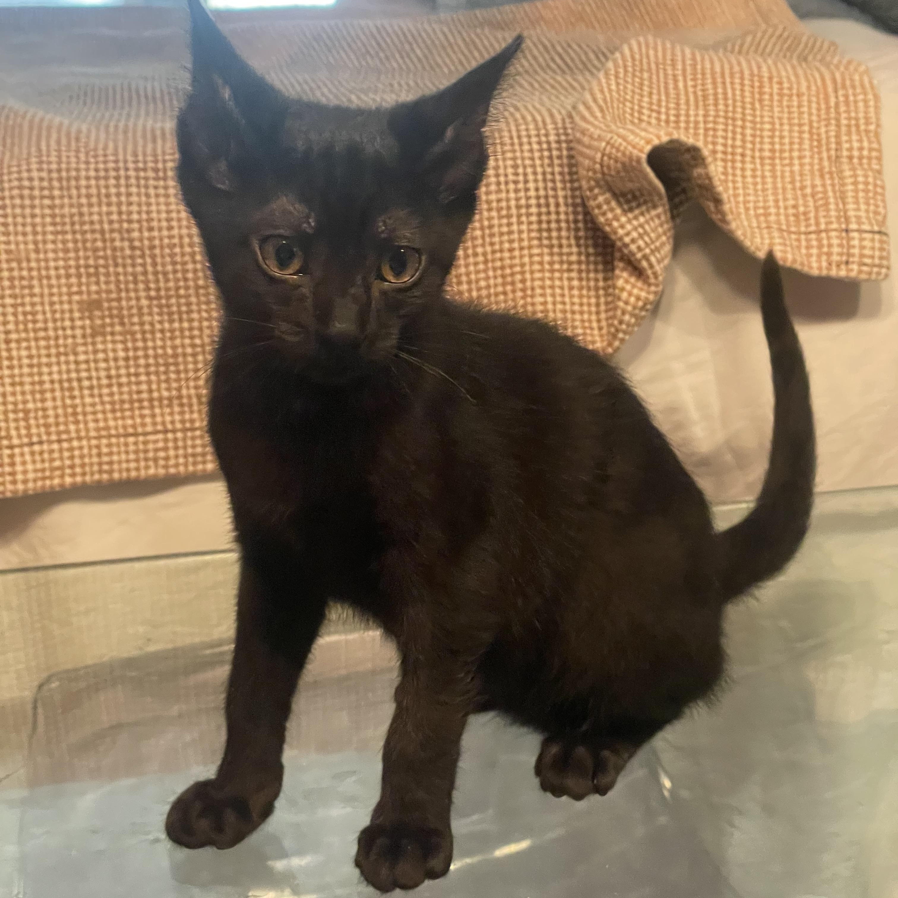 Ace, a Adoptable American Shorthair in San Diego, CA image 6/6