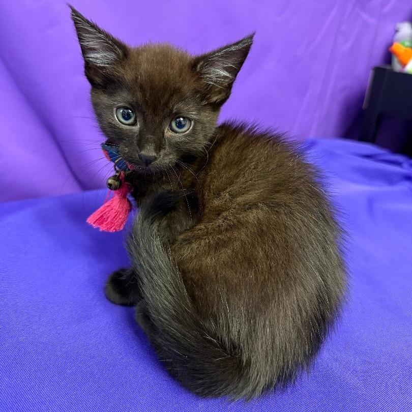 Brook, Adoptable, Kitten Female Domestic Medium Hair.