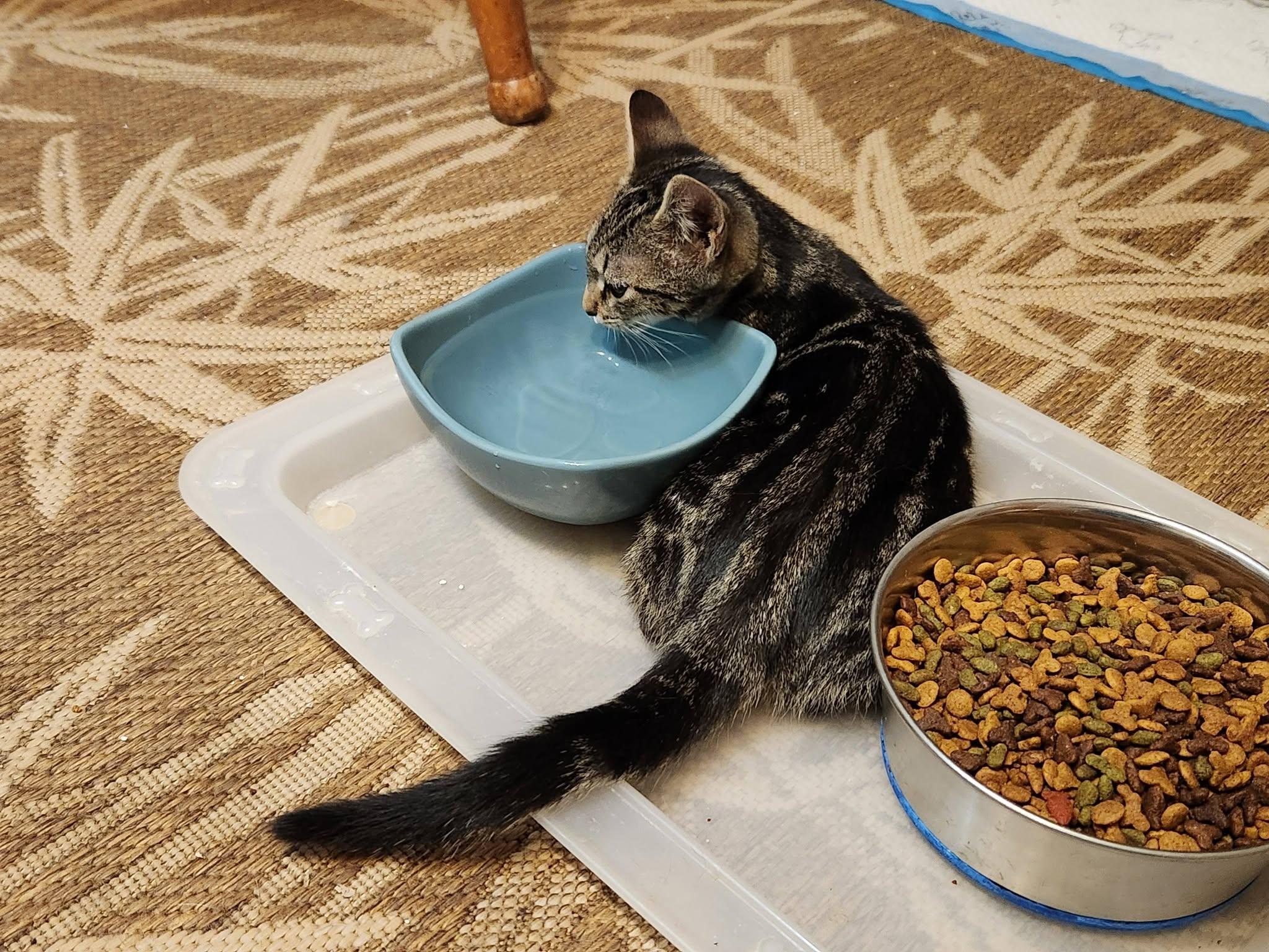 Daphne, Adoptable, Kitten Female Domestic Short Hair.