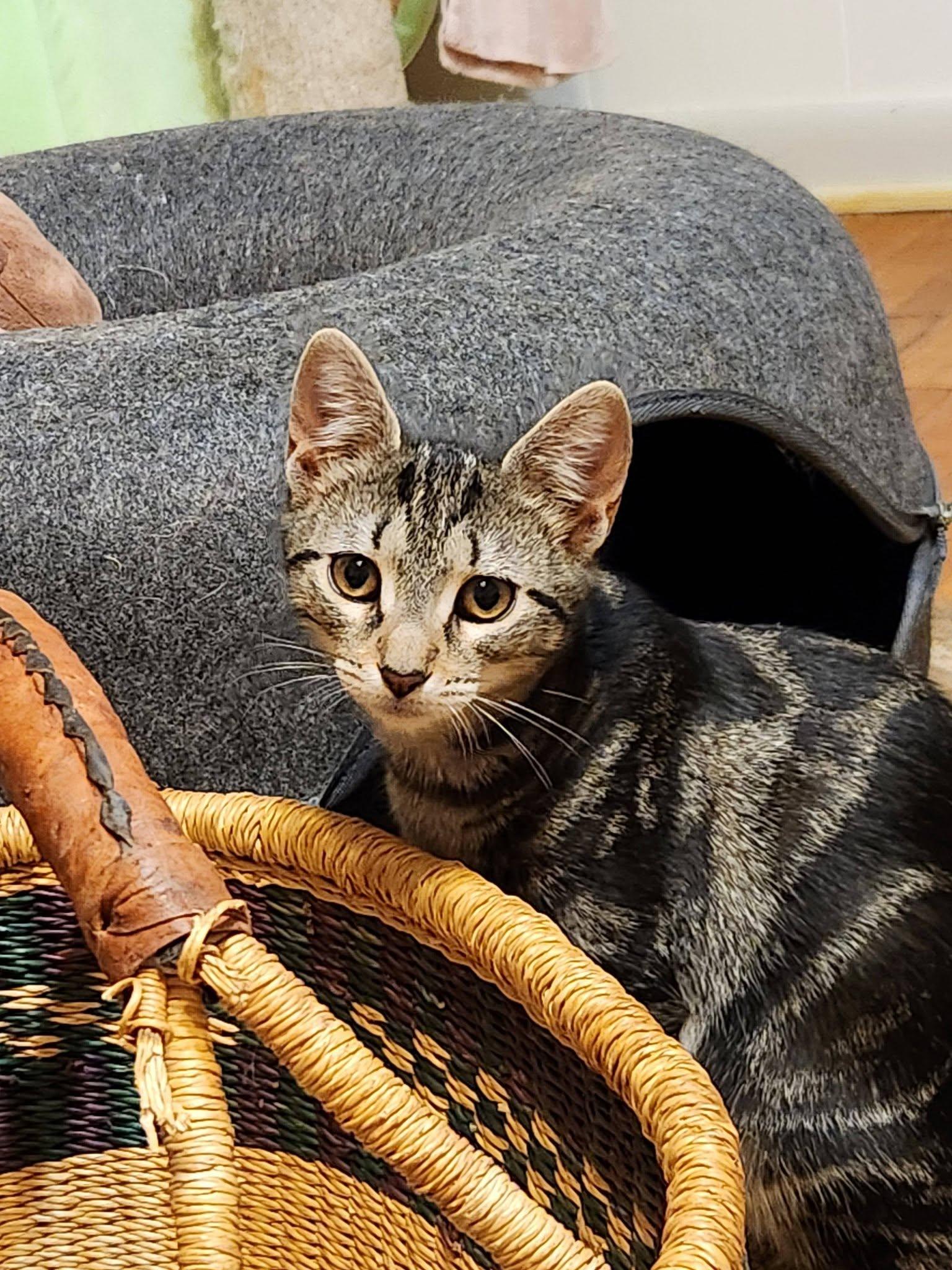 Daphne, a Adoptable Domestic Short Hair in Watkinsville, GA image 2/5