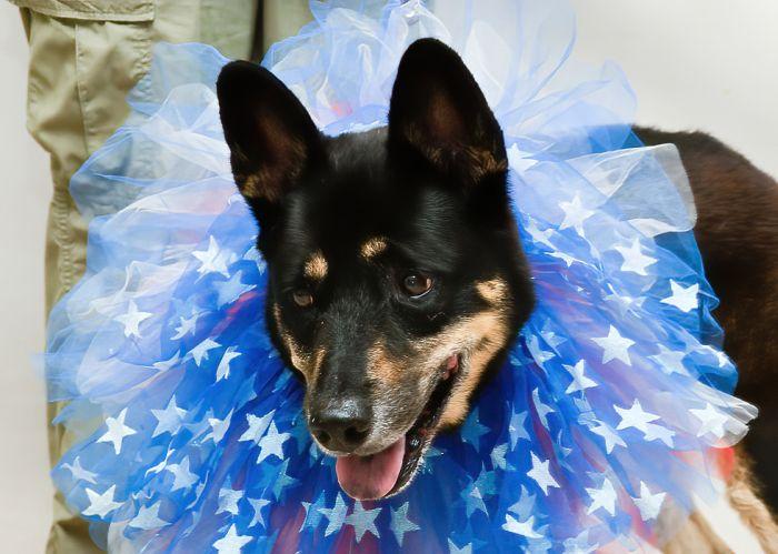 Roxey, Adult Female German Shepherd Dog