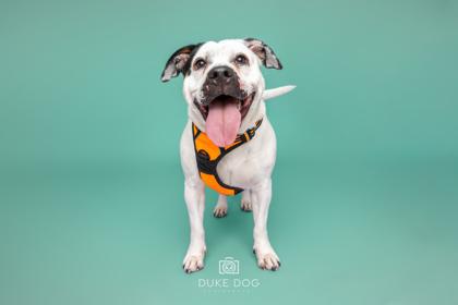 Bonnie, Adoptable, Adult Female Mixed Breed & Mixed Breed.