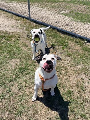 Enlarge Bonnie, a Adoptable mixed breed in Manteo, NC image 2/3