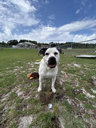 Enlarge Bonnie, a Adoptable mixed breed in Manteo, NC image 3/3