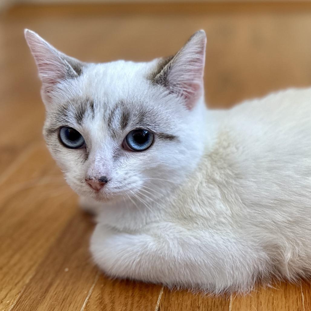 Quicksilver — thumbnail 2