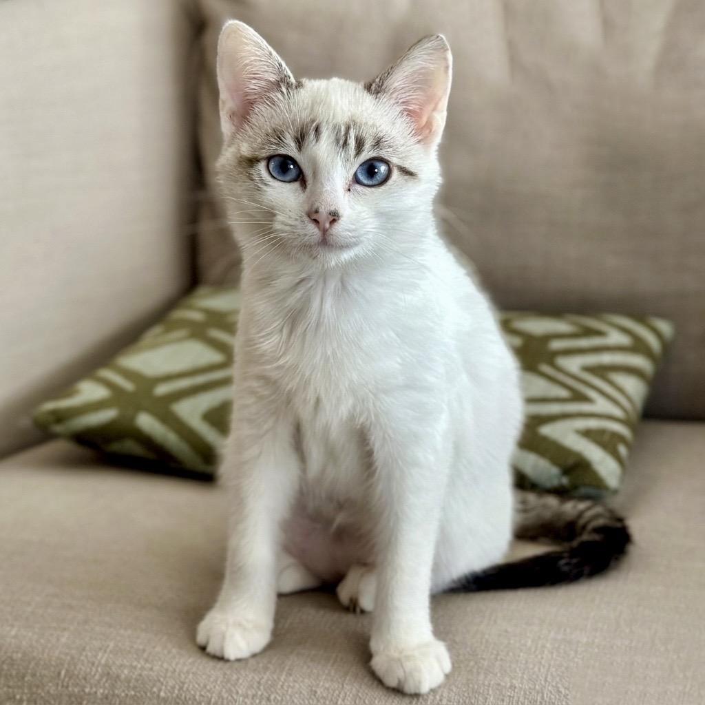 Quicksilver — thumbnail 3