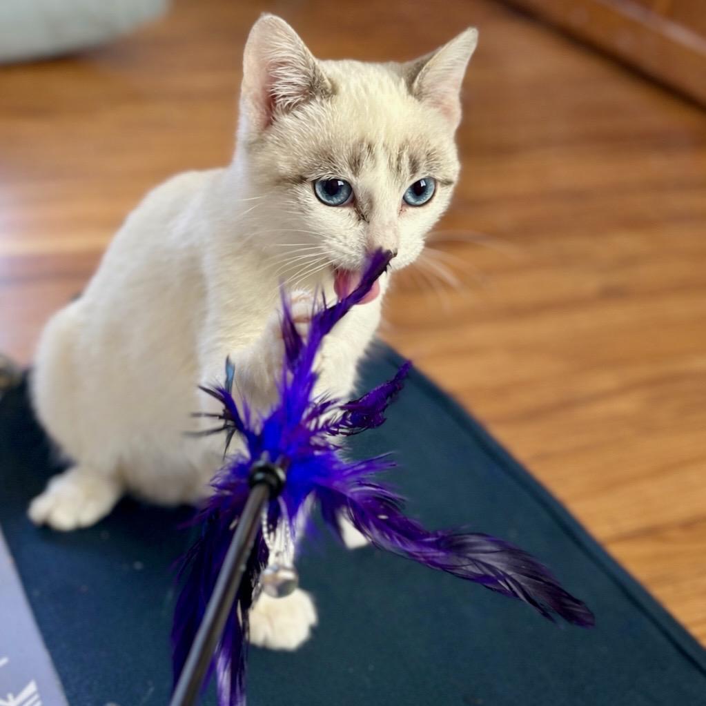 Quicksilver — thumbnail 4