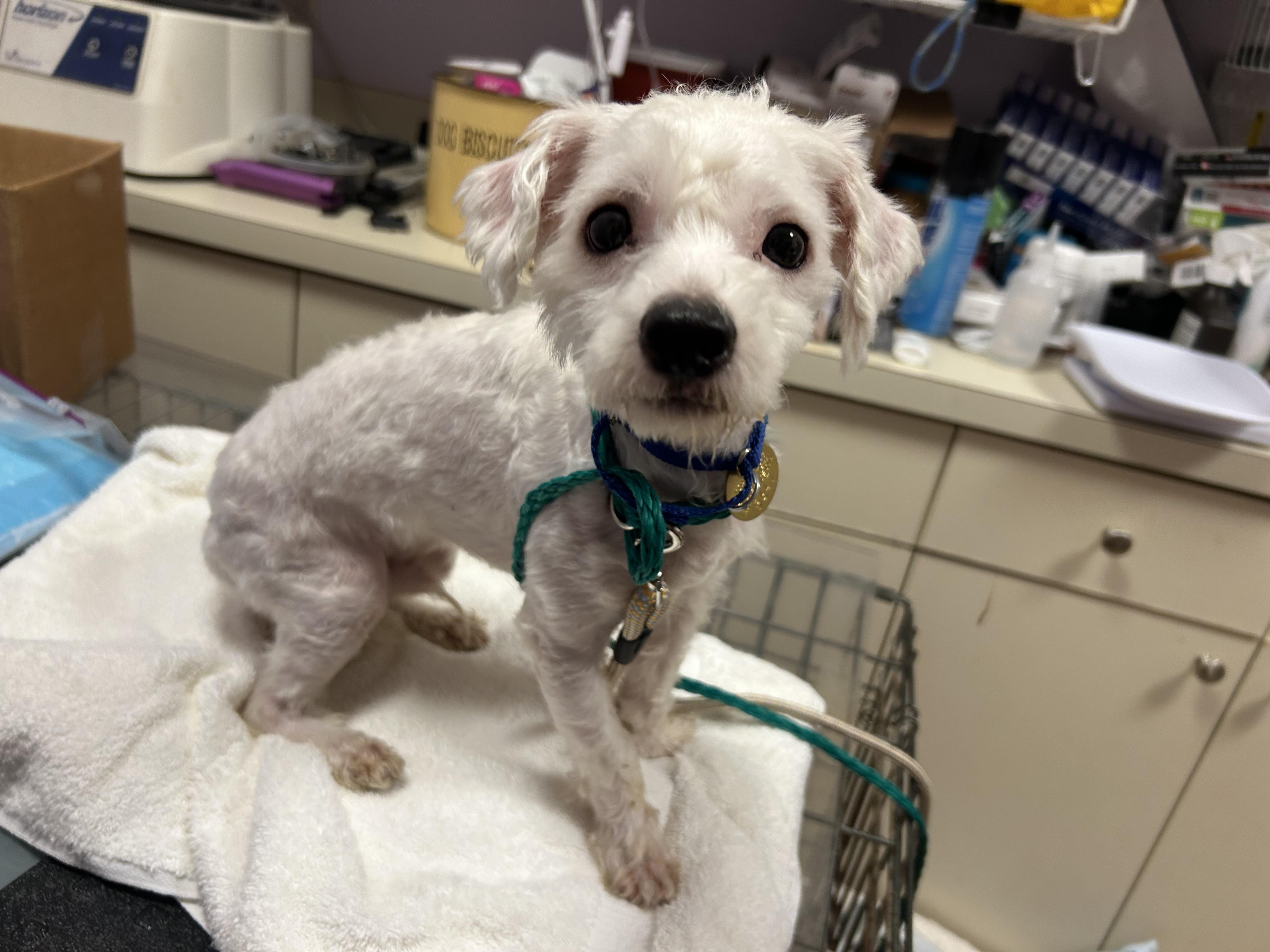 Fritter, ADOPTABLE, Young Male Maltese & Maltipoo.