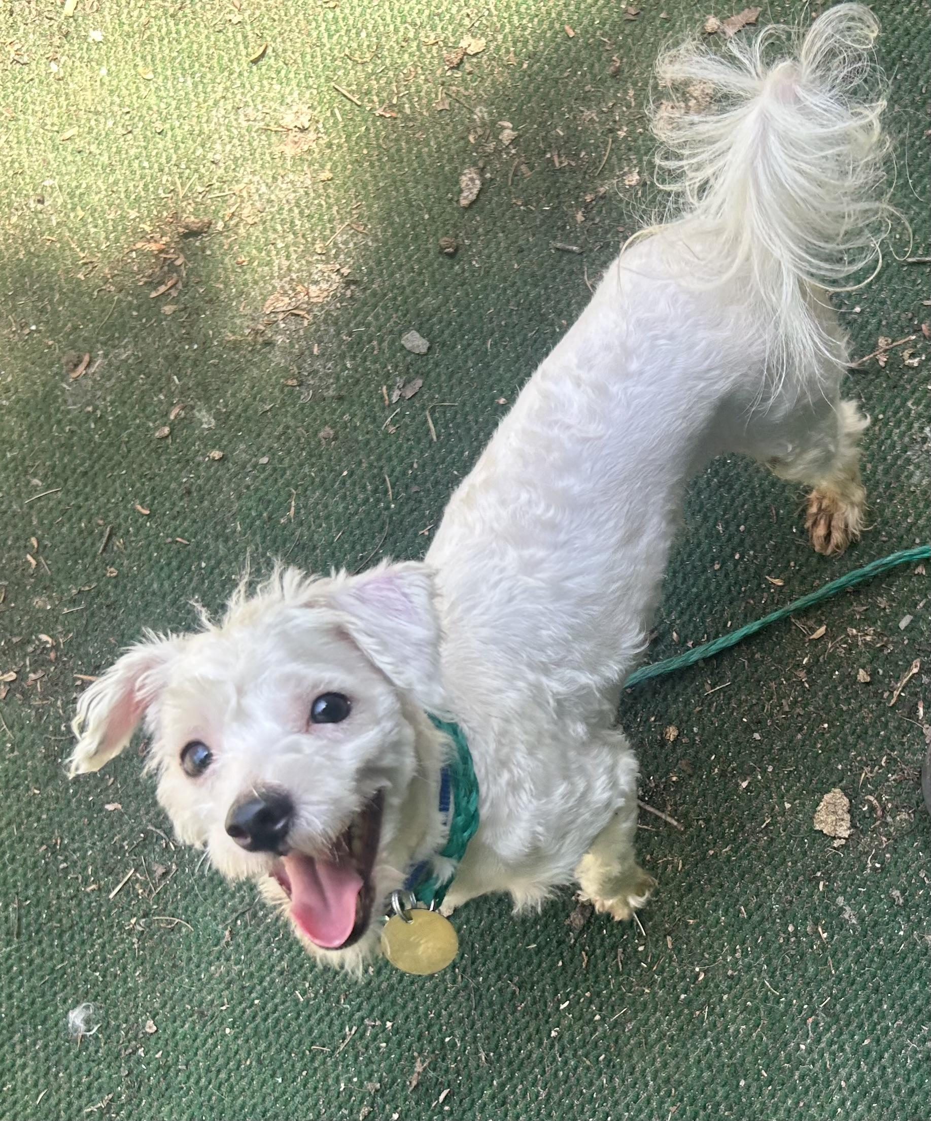 Fritter, a ADOPTABLE mixed breed in Oak Ridge, NJ image 3/4