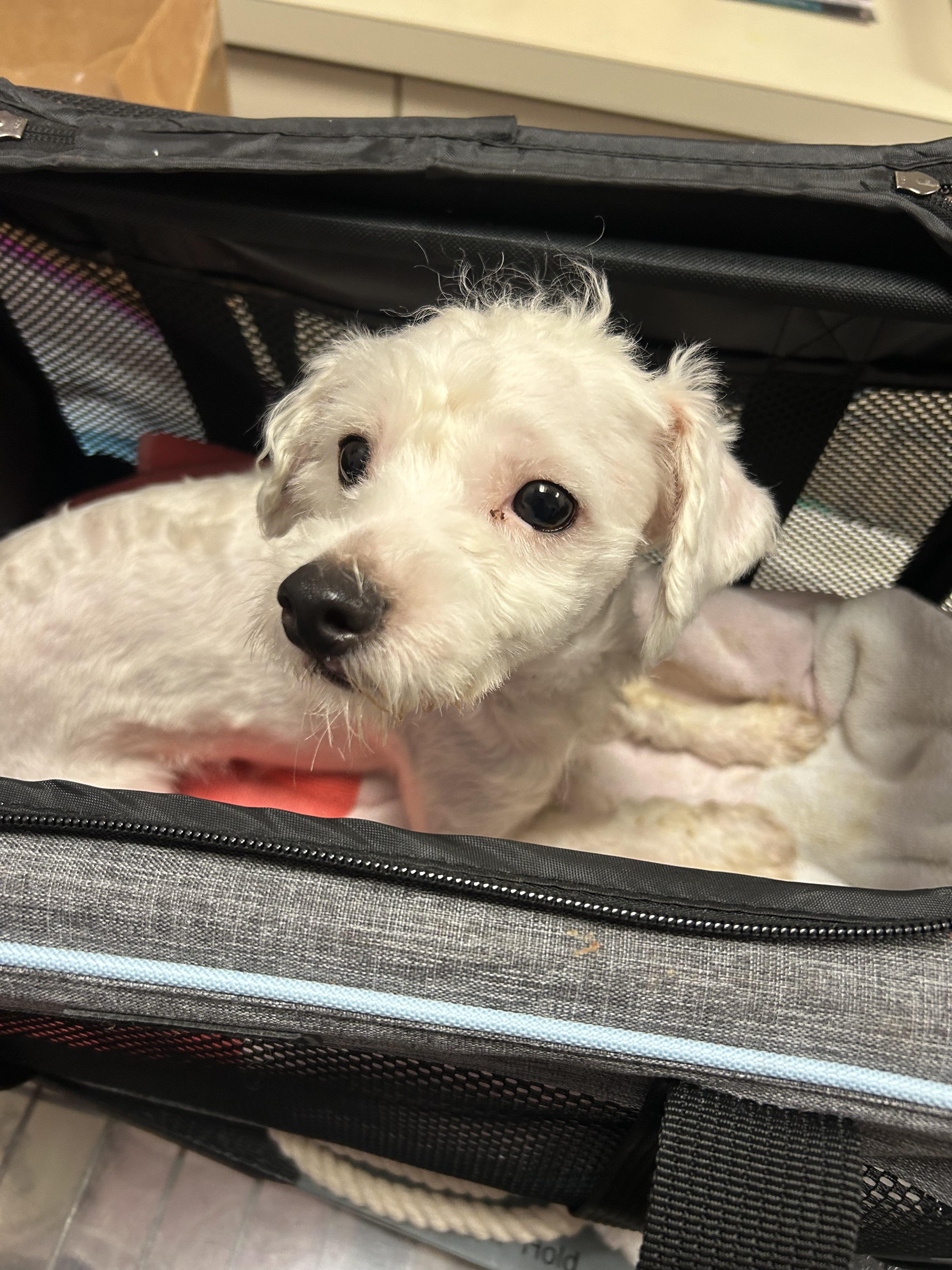 Fritter, a ADOPTABLE mixed breed in Oak Ridge, NJ image 4/4