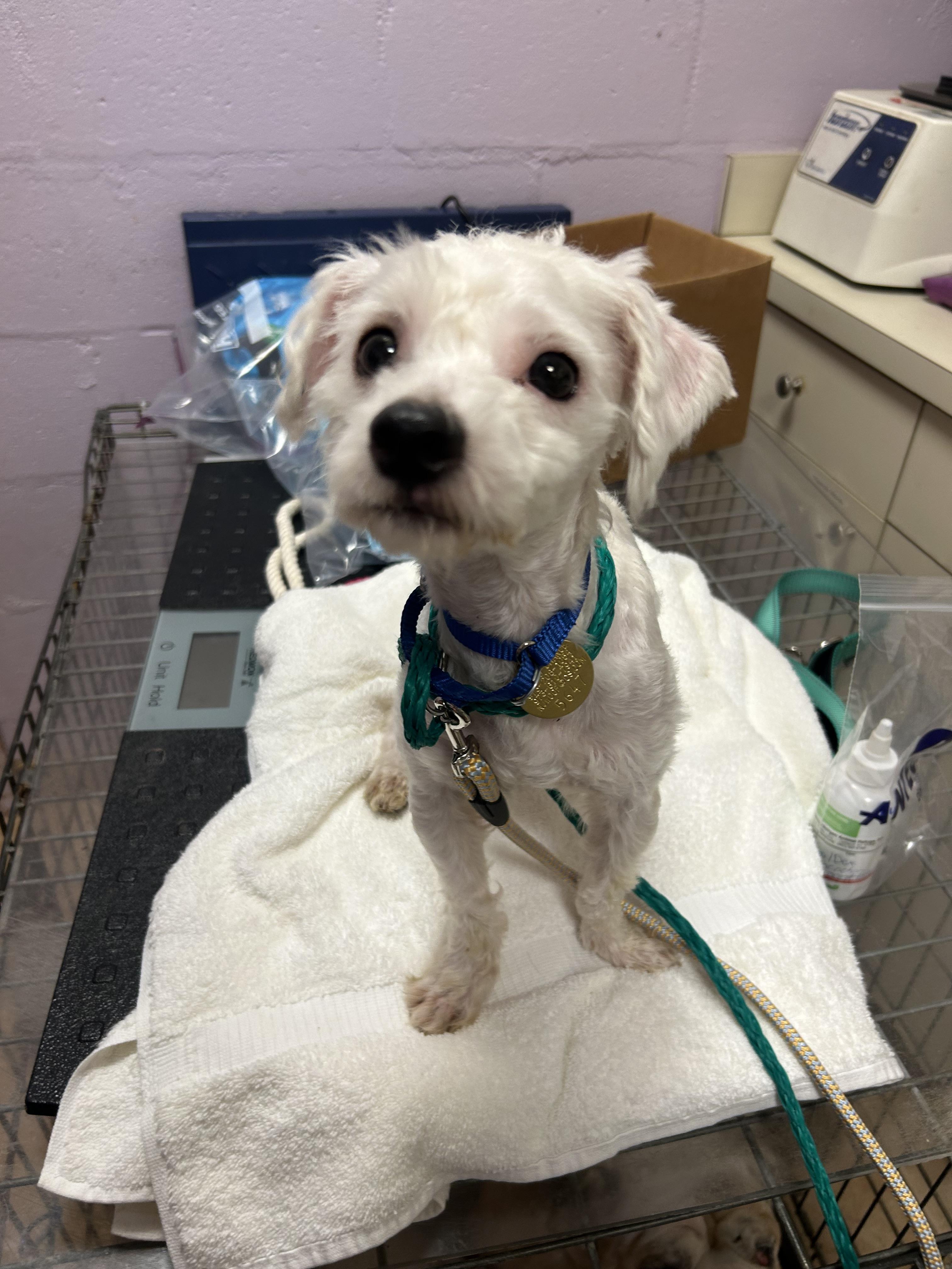 Fritter, a ADOPTABLE mixed breed in Oak Ridge, NJ image 2/4