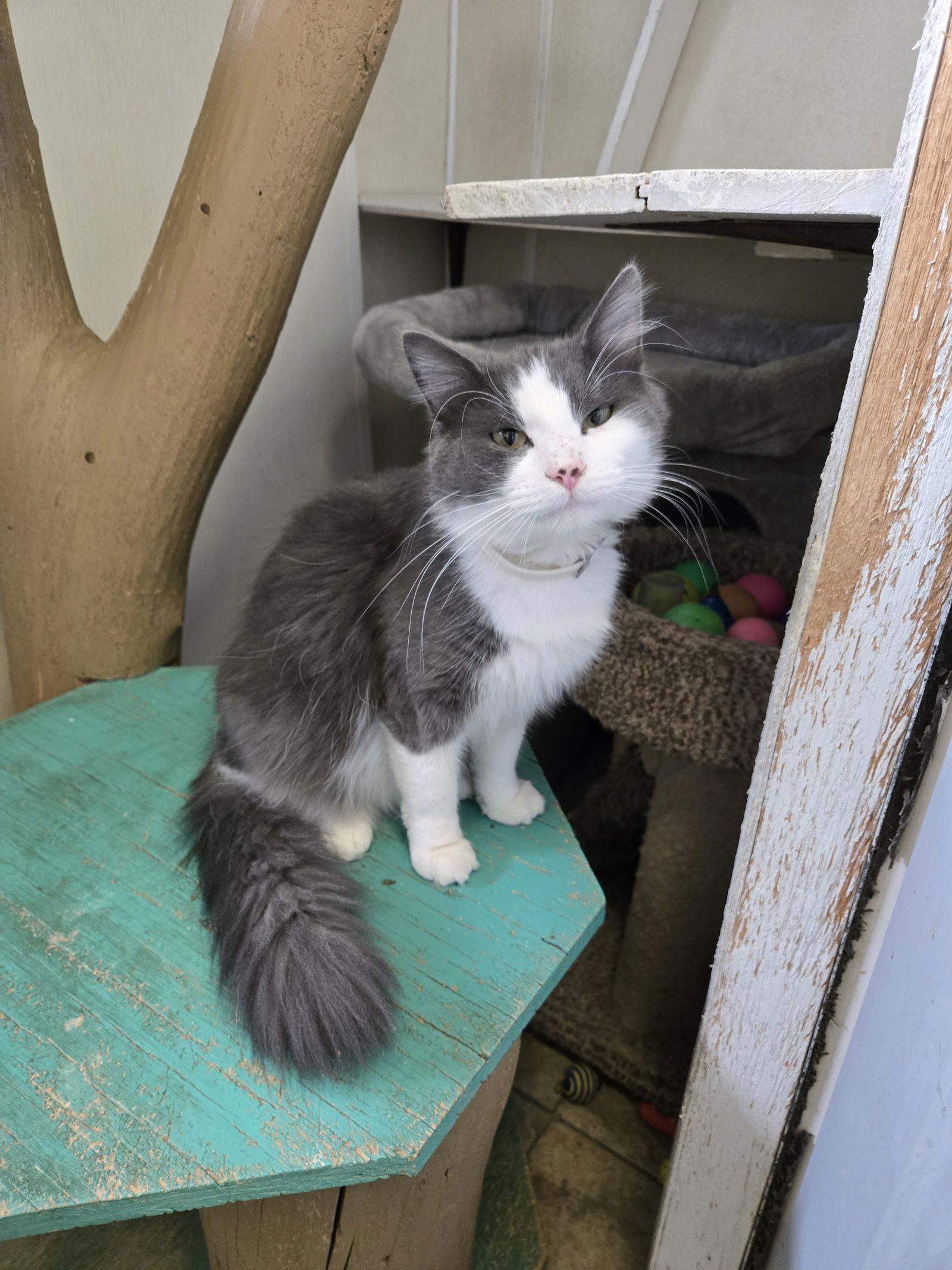 Bonsai, Adoptable, Adult Male Domestic Long Hair.