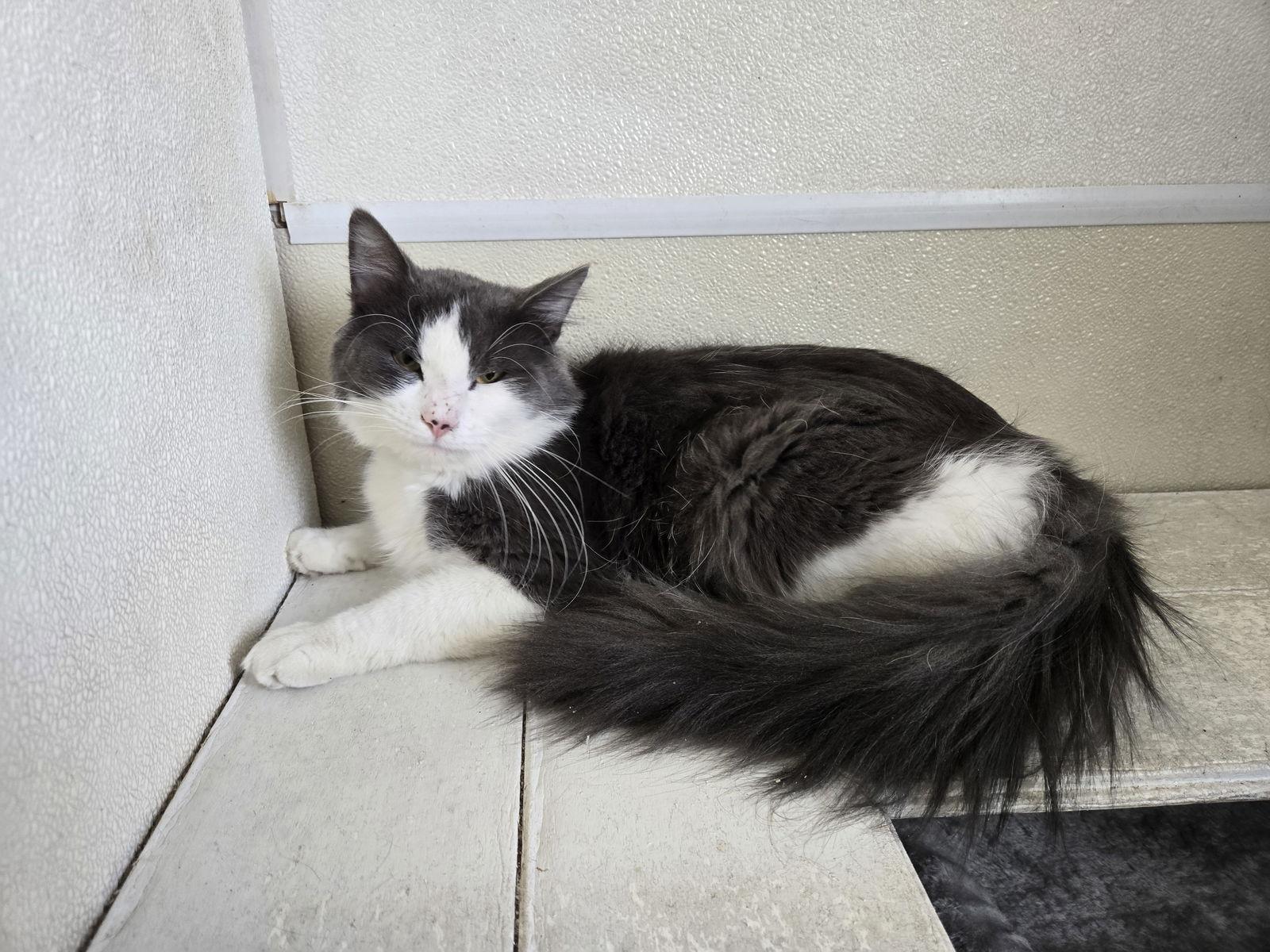 Bonsai, Adoptable, Adult Male Domestic Long Hair.