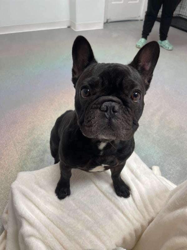 Cheeseball, Adopted, Adult Male French Bulldog.