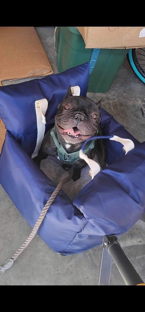 Cheeseball, a Adopted French Bulldog in Spring hill, TN image 2/4
