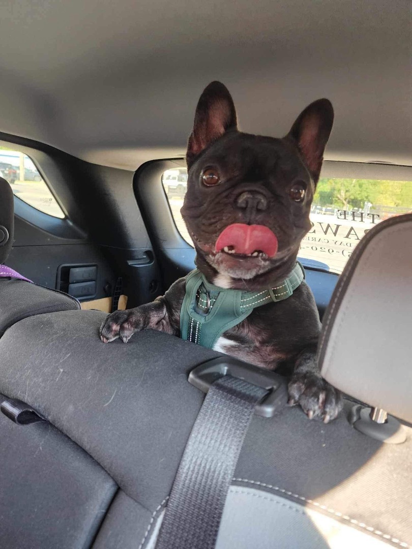 Cheeseball, a Adopted French Bulldog in Spring hill, TN image 3/4