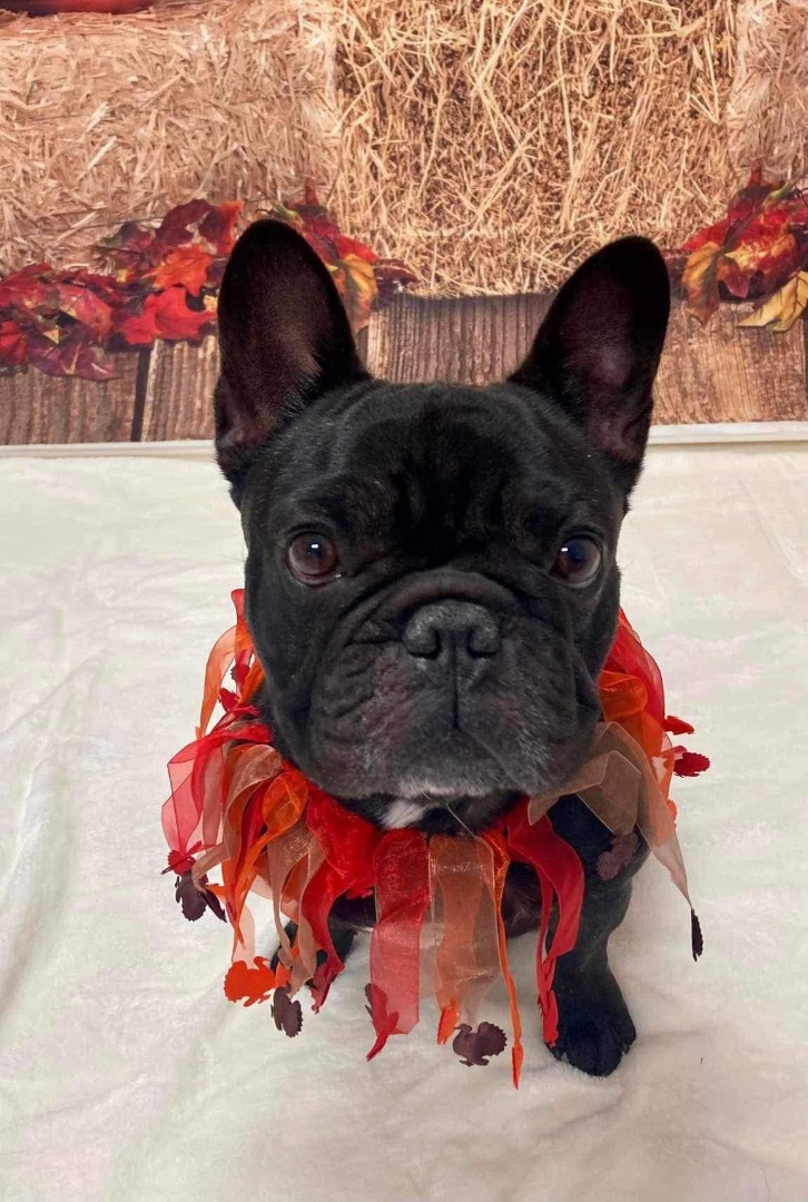 Cheeseball, a Adopted French Bulldog in Spring hill, TN image 4/4