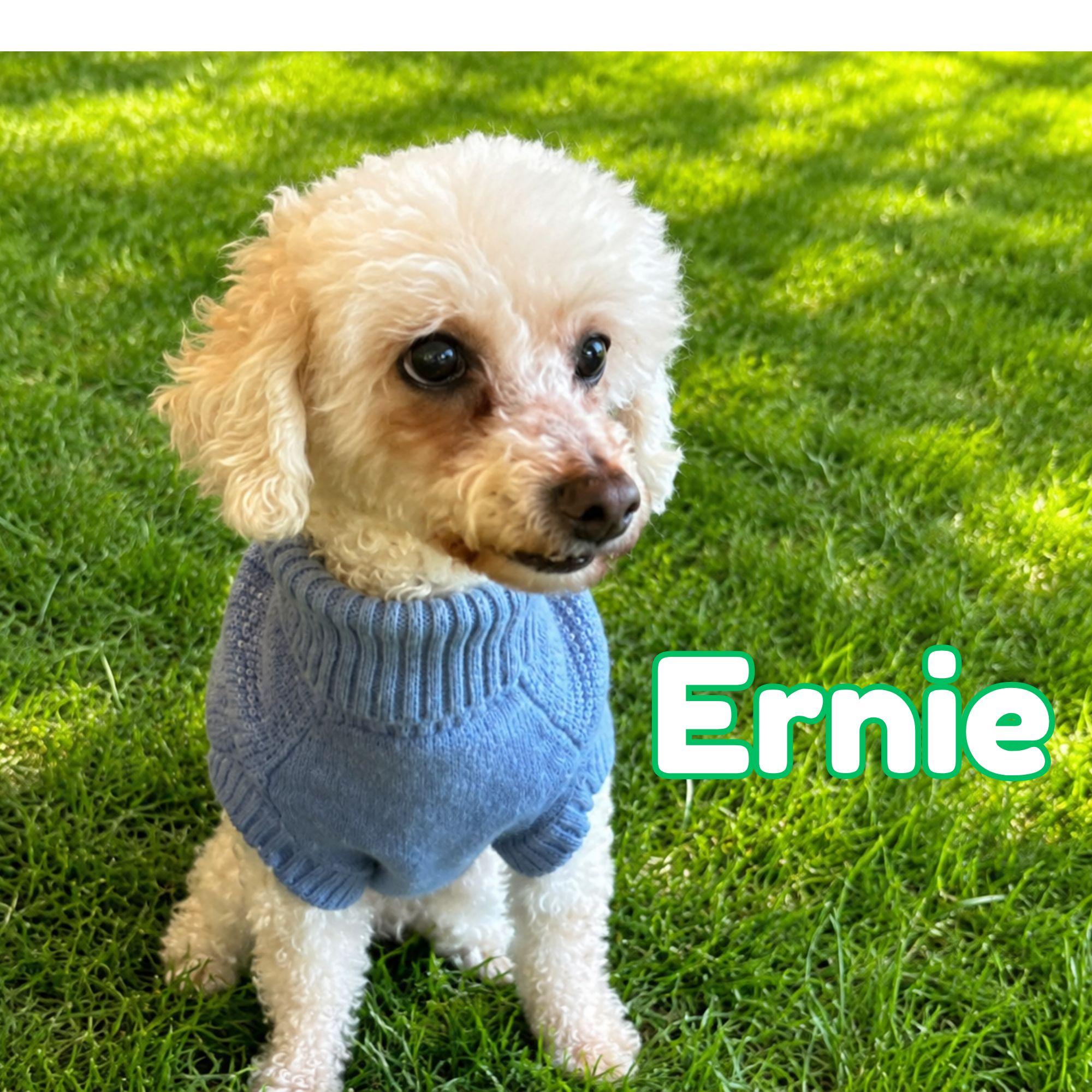 Enlarge Ernie, a Adoptable mixed breed in Oshawa, ON image 1/6