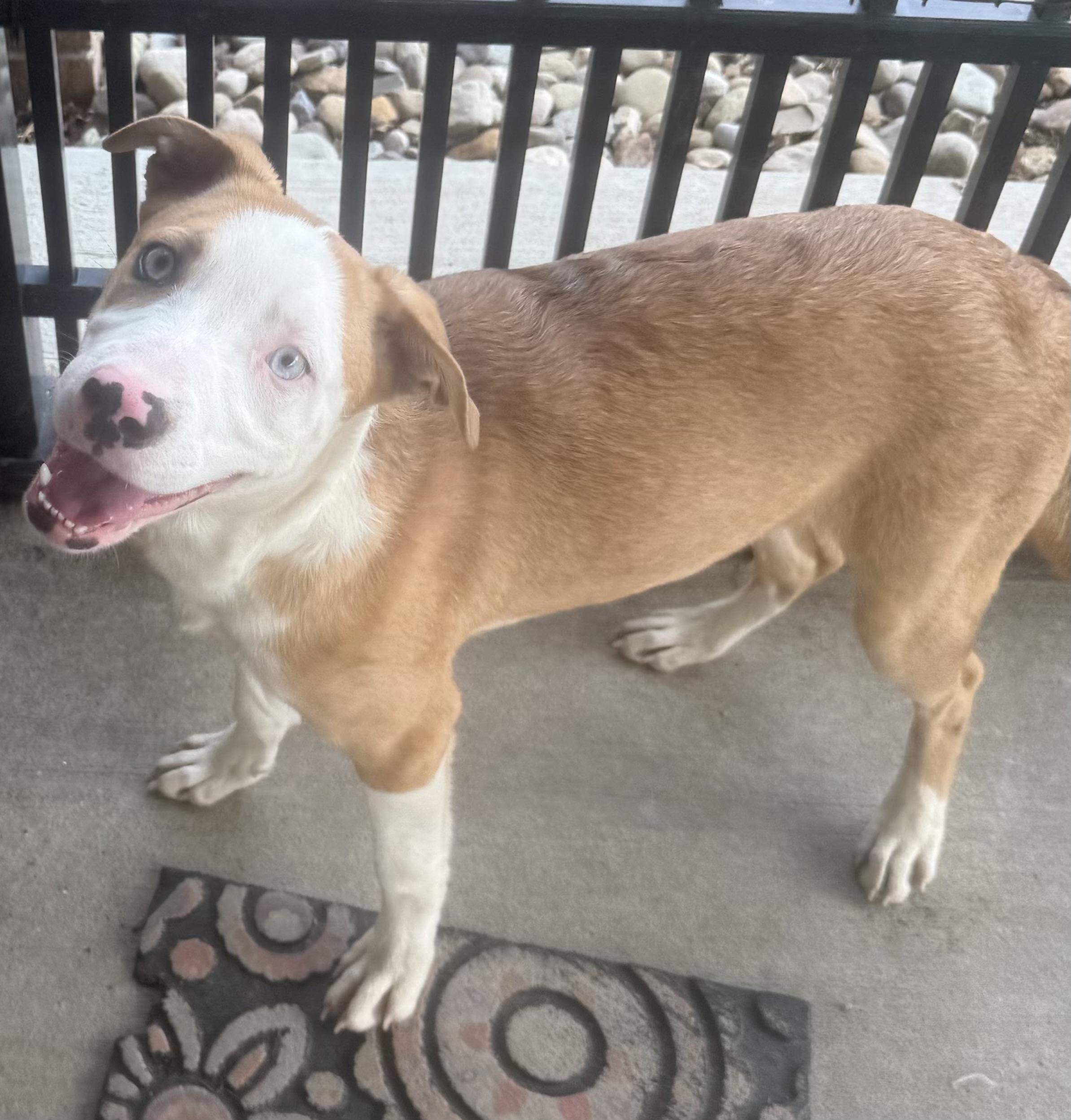 Odin ADOPTED, adopted, Young Male Catahoula Leopard Dog & American Staffordshire Terrier.