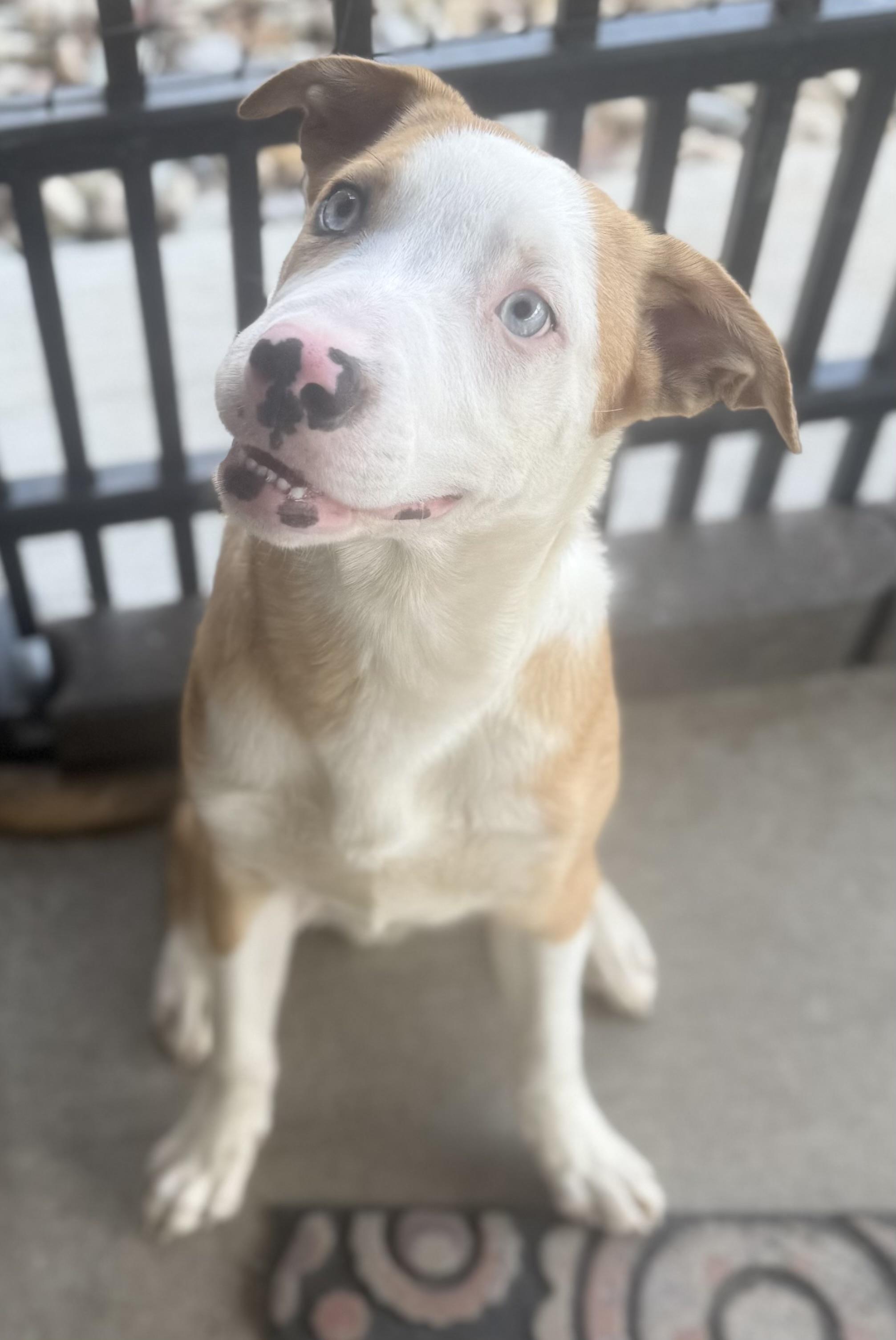 Enlarge Odin ADOPTED, an adopted mixed breed in Canton, OH image 3/4