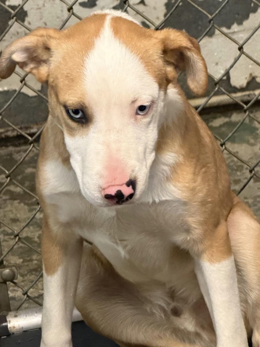 Enlarge Odin ADOPTED, an adopted mixed breed in Canton, OH image 4/4