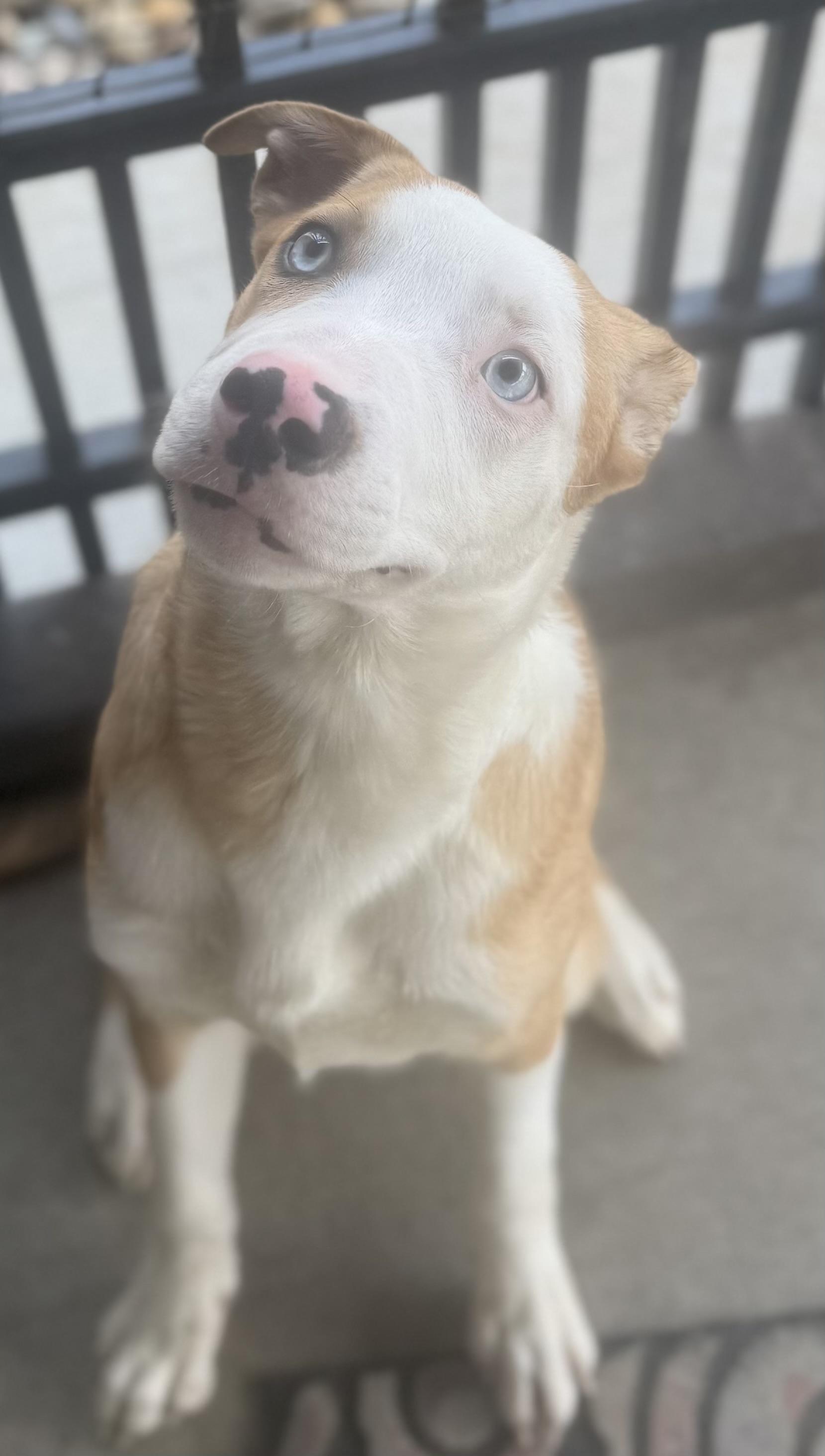 Enlarge Odin ADOPTED, an adopted mixed breed in Canton, OH image 2/4