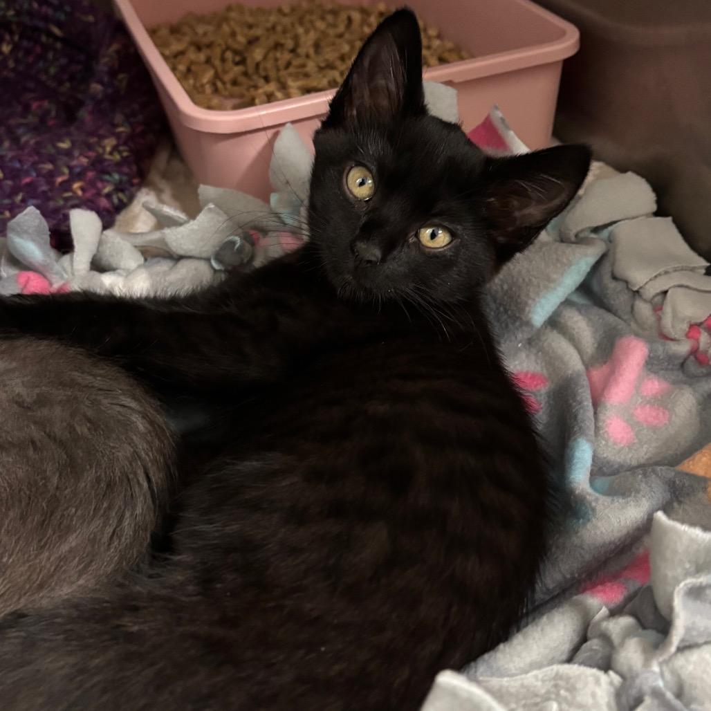 Tillamook, Adoptable, Kitten Female Domestic Short Hair.