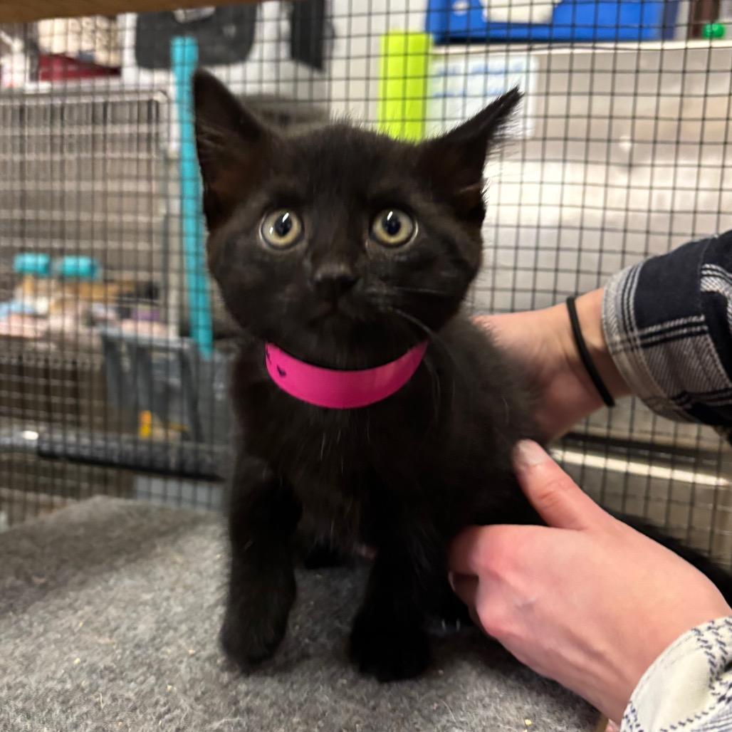 Tillamook, a Adoptable Domestic Short Hair in Morgan Hill, CA image 2/2