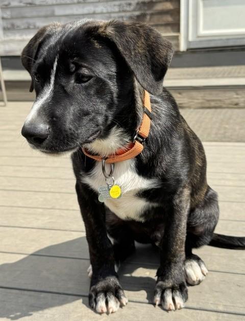 Aang, an adopted mixed breed in Albany, NY image 6/6