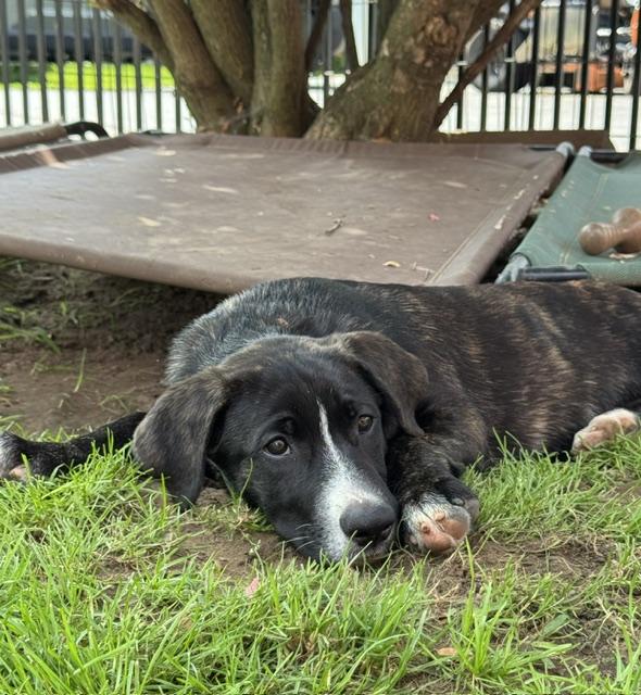 Aang, an adopted mixed breed in Albany, NY image 3/6