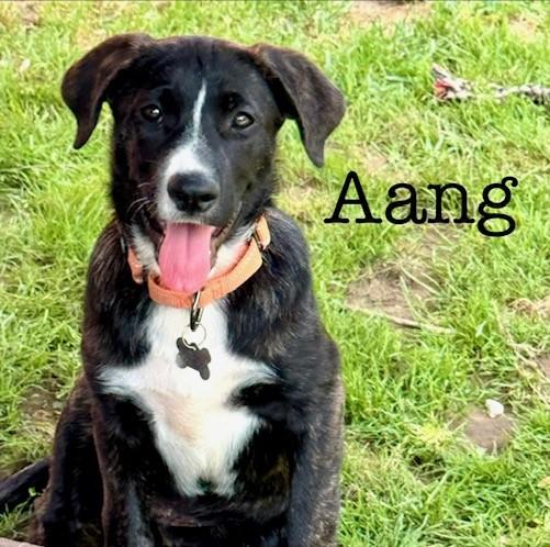 Aang, an adopted mixed breed in Albany, NY image 1/6