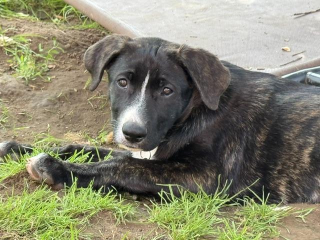 Aang, an adopted mixed breed in Albany, NY image 2/6
