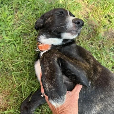 Aang, an adopted mixed breed in Albany, NY image 4/6