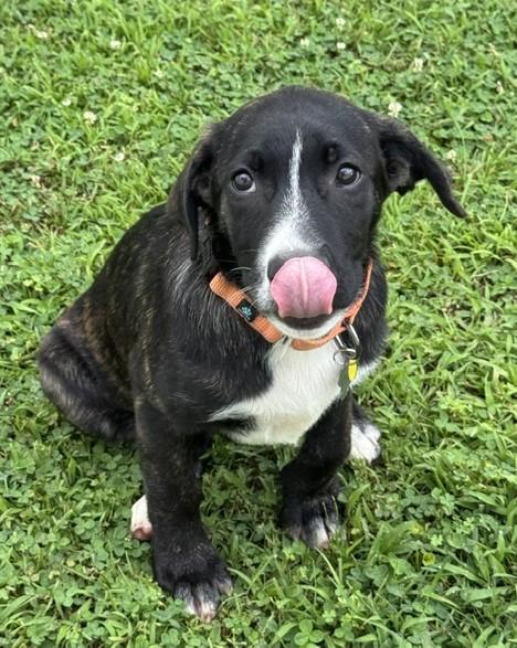 Aang, an adopted mixed breed in Albany, NY image 5/6