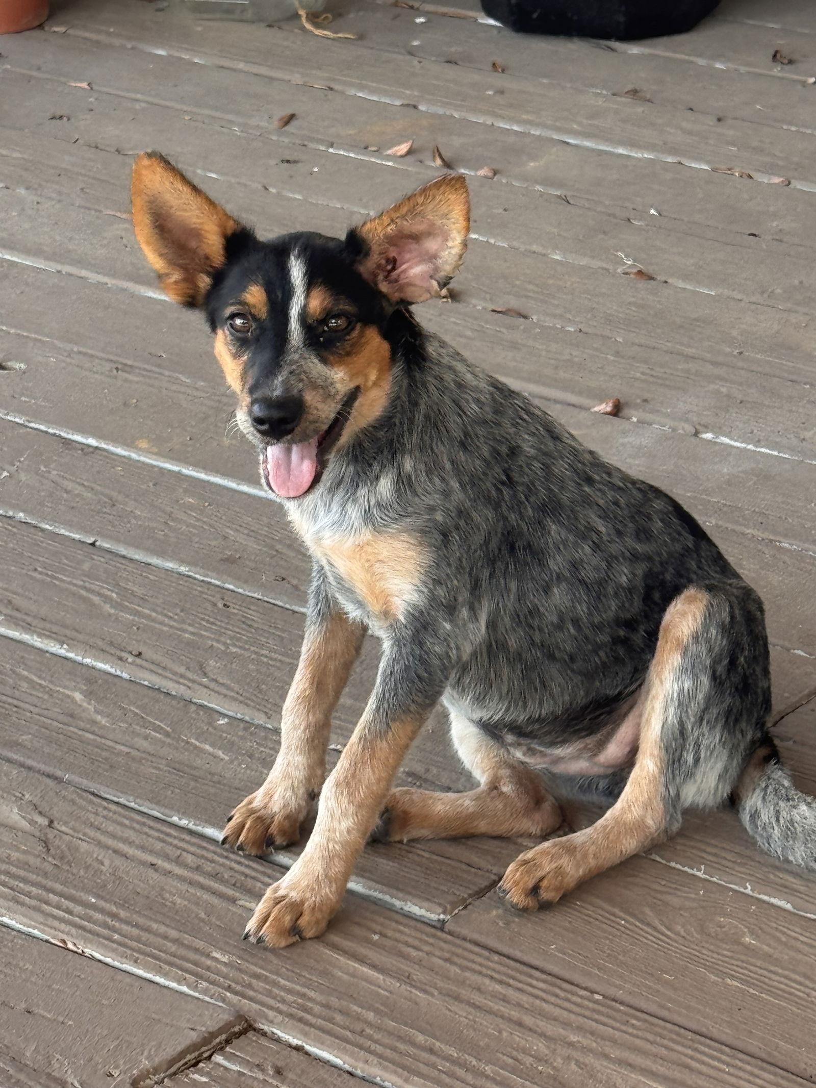 Roxanne, Adopted, Puppy Female Cattle Dog.
