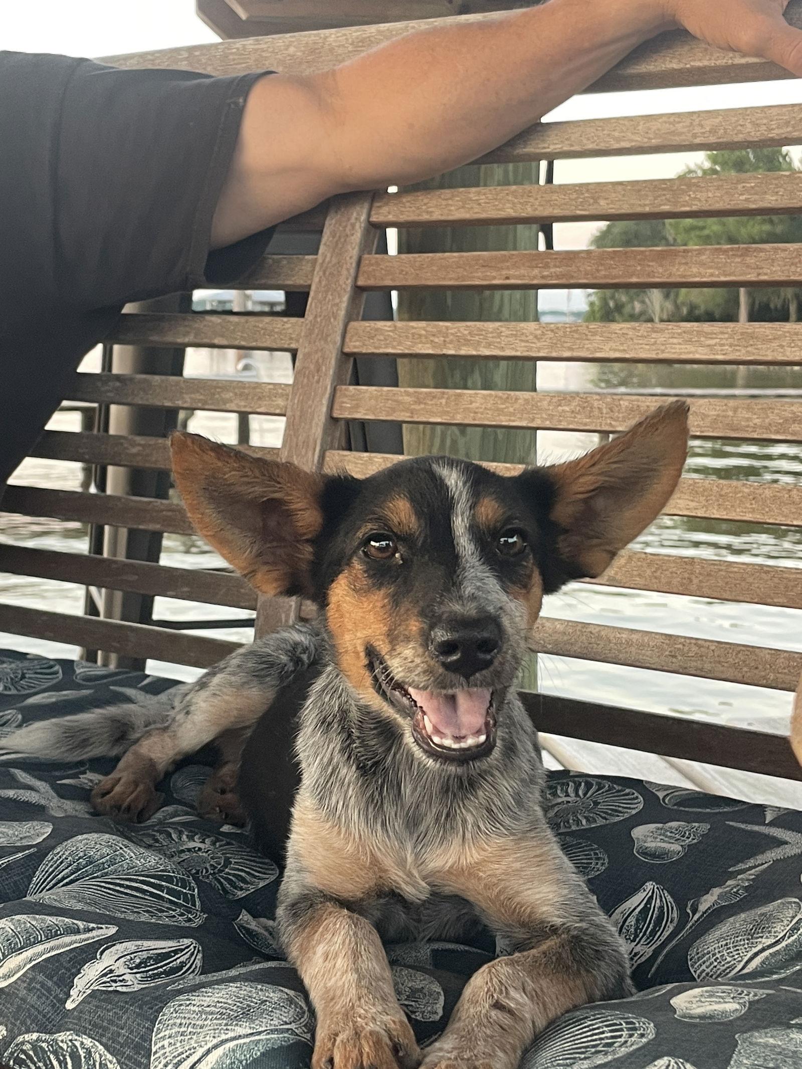 Roxanne, a Adopted Cattle Dog in Mobile, AL image 2/3