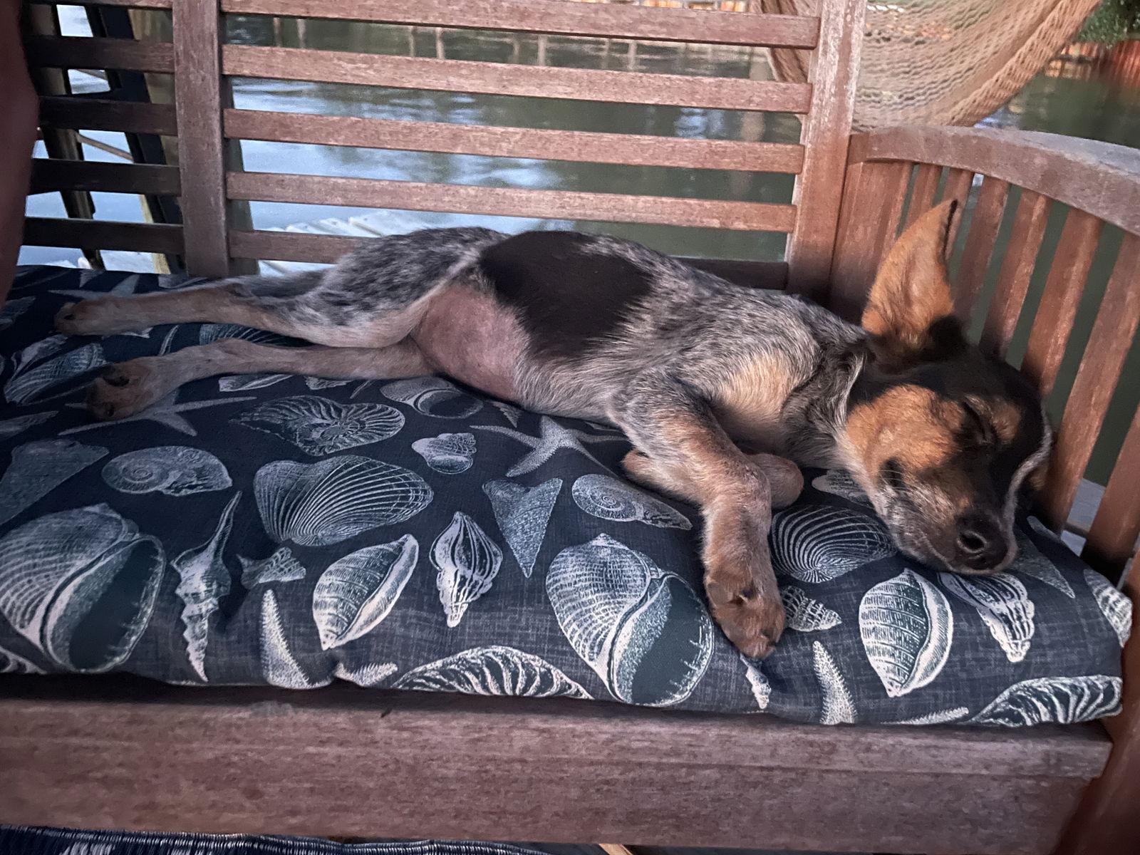 Roxanne, a Adopted Cattle Dog in Mobile, AL image 3/3